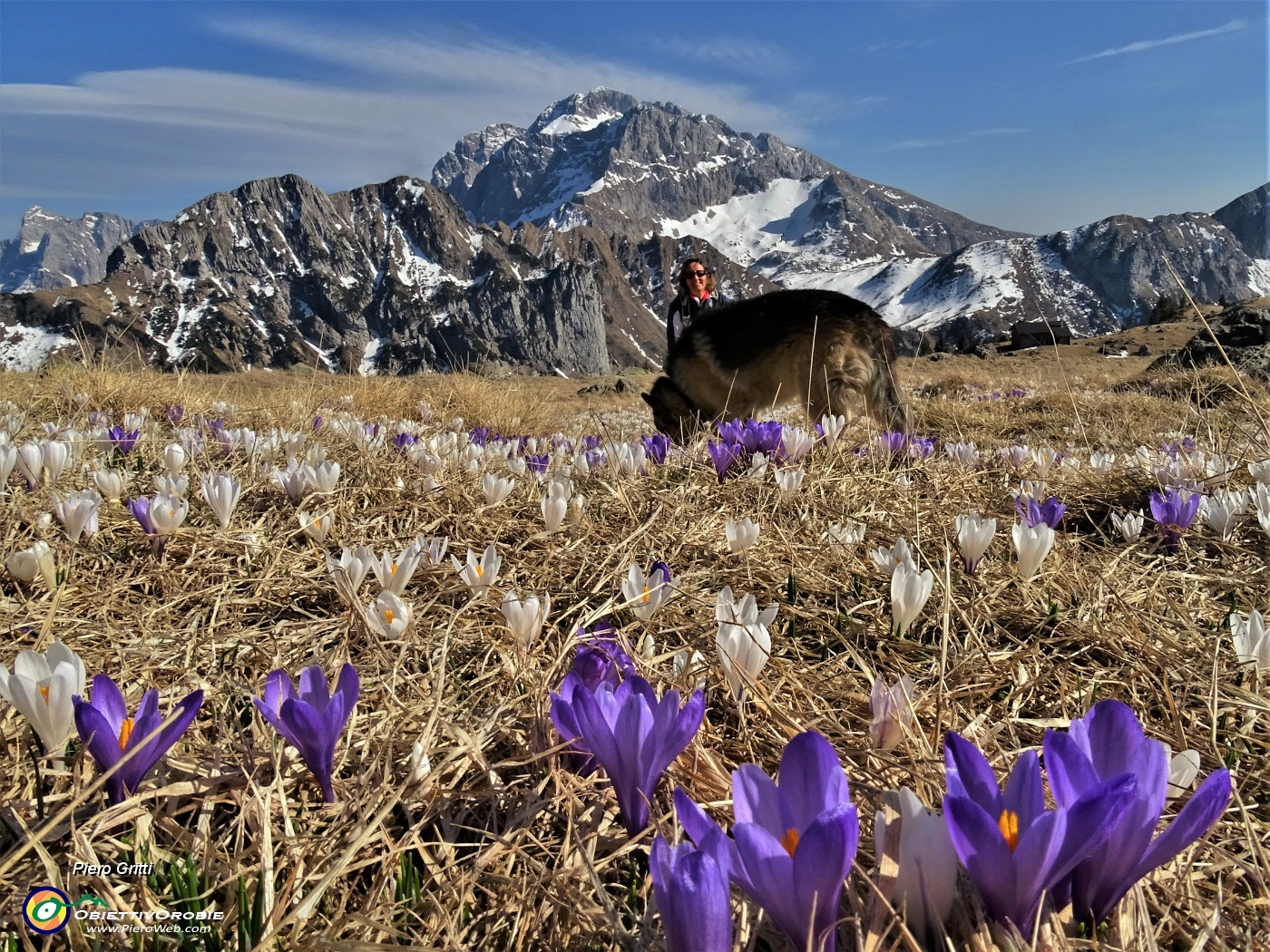 74 Crocus vernus bianchi e violetti con Arera.JPG -                                